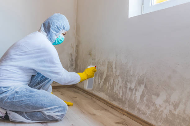 Licensed Commercial Mold Remediation service in Belmont, PA - WQB Mold Removal